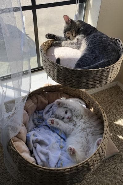 猫德树立攻略：让小猫咪变身 “乖宝宝” 指南