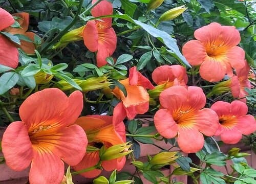 凌霄花的生长习性特点