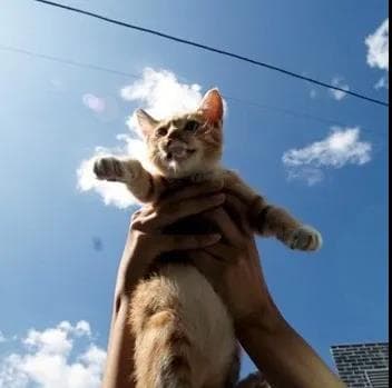 猫咪分离焦虑症：症状、原因及应对方法