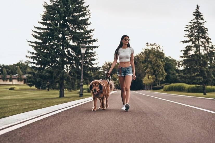 遛狗时间大揭秘：多久才适合你的爱犬？
