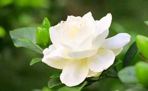 栀子花的修剪方法
