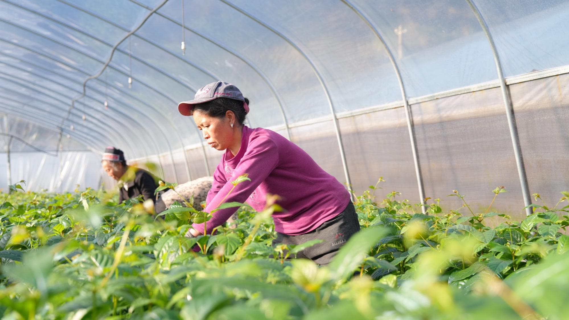 贵州剑河：钩藤药苗管护忙 振兴路上“药”飘香