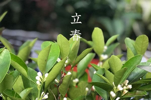 今年立春 春打五九尾还是春打六九头