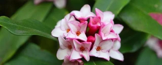 土壤要微酸、光照忌强光，瑞香花养殖要点详解