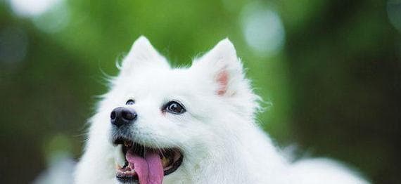 银狐犬饲养指南（打造一个快乐与健康的银狐犬生活环境）
