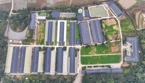 “鹅歌”嘹亮：荣昌白鹅唱响地方产业新篇章
