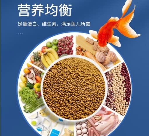 自制观赏鱼饲料的配方分享：营养均衡的自制食物