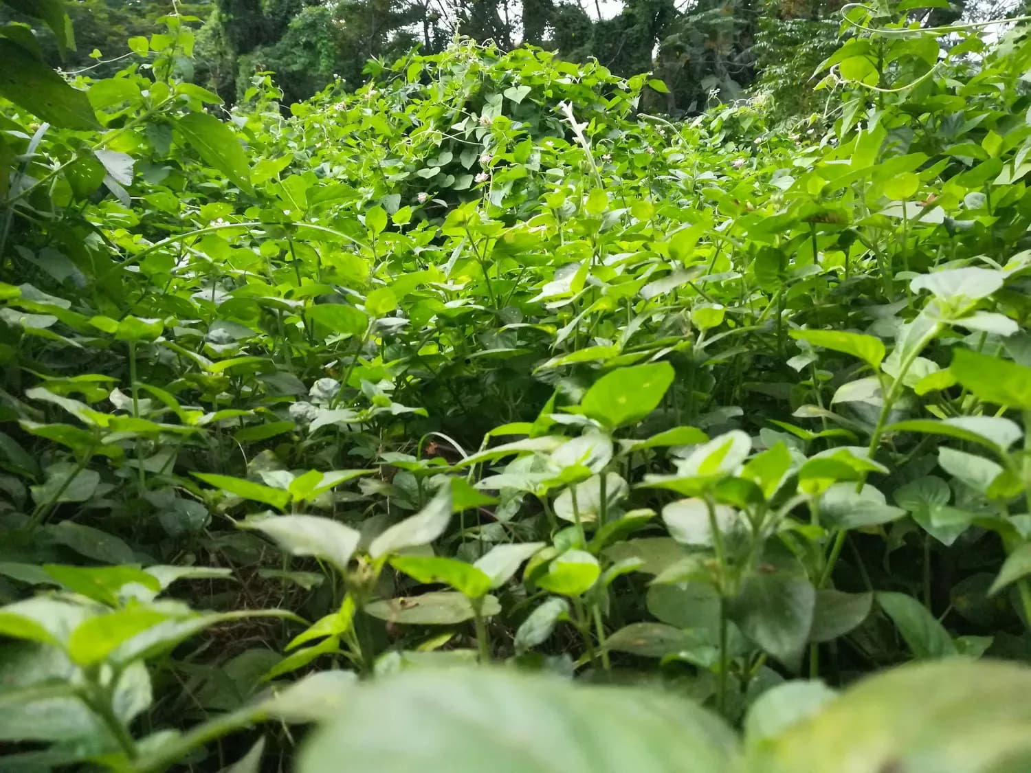 秋冬养生神器：益宝堂西洋参
