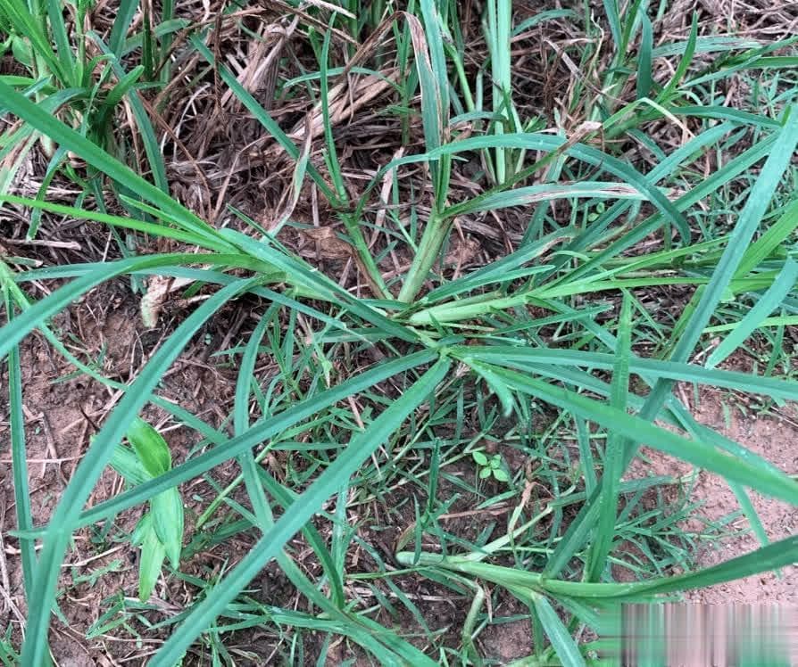 牛筋草：优质牧草、中药材，还是保土植物