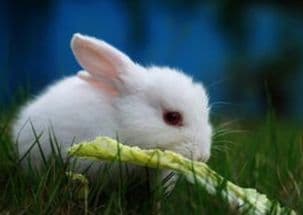 兔子最怕：尖锐物品、噪音、陌生环境。