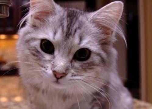 掌握猫咪过敏缓解技巧，宠物生活更舒适