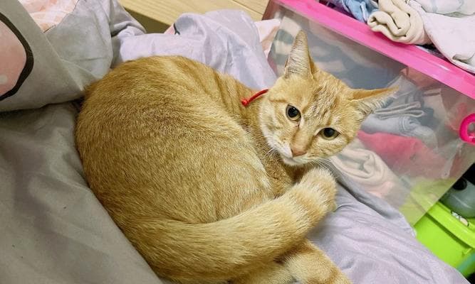 猫咪腹部肿胀，注意这些症状（宠物腹部肿胀不容忽视）