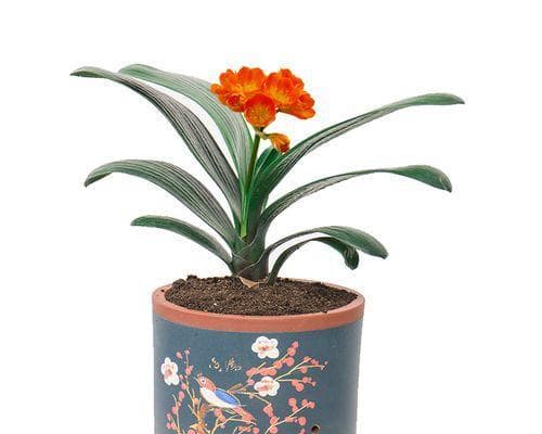 如何种植适合君子兰的土壤？（君子兰的土壤需求及最佳种植条件）