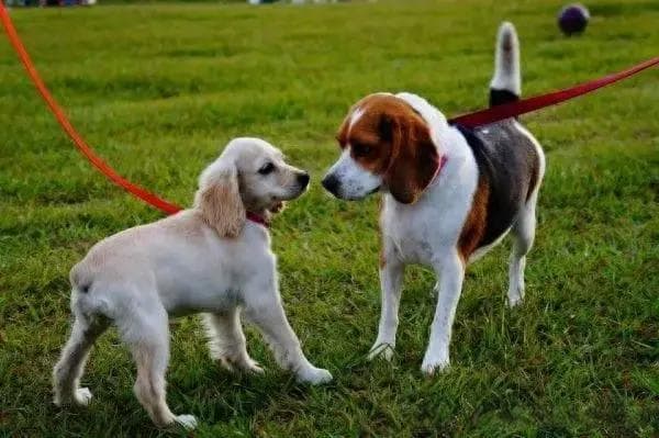 犬科动物大盘点：从家犬到野狼的奇妙世界