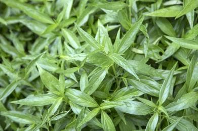 穿心莲的功效与作用：从传统应用到现代药理研究
