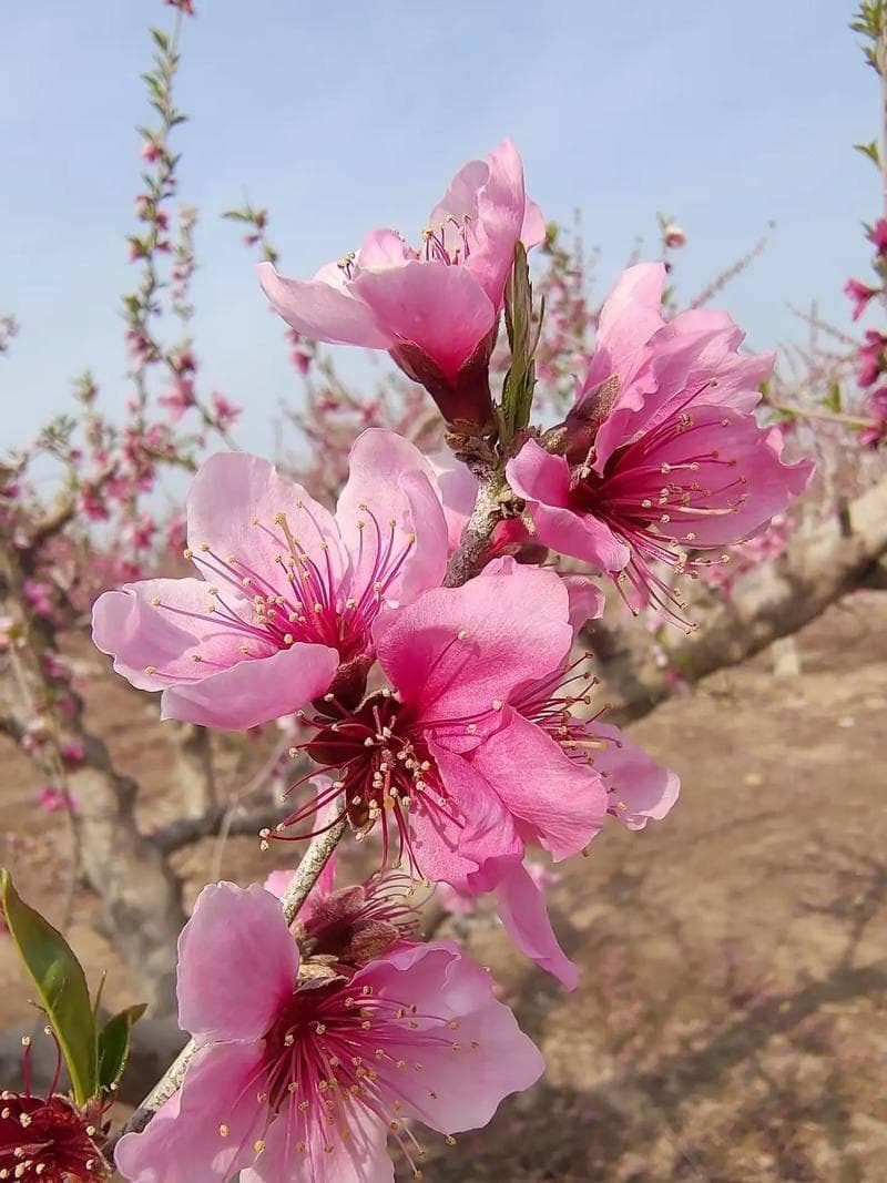 细说桃花花语和寓意
