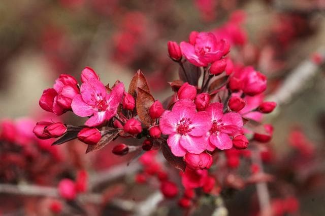 海棠花——优雅美丽与多重“魅力”并存的神奇植物