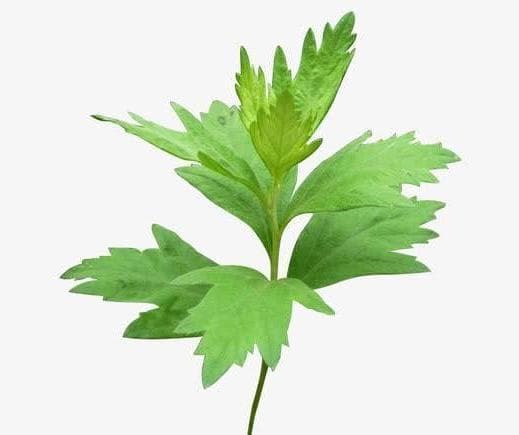 艾草虽常见，用途却多变