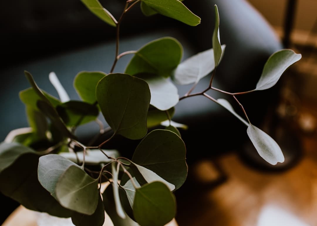仙人掌缩水：沙漠植物的生存秘诀与高效养护指南