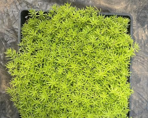 哪些植物适合绿化且抗寒耐寒？选择标准是什么？