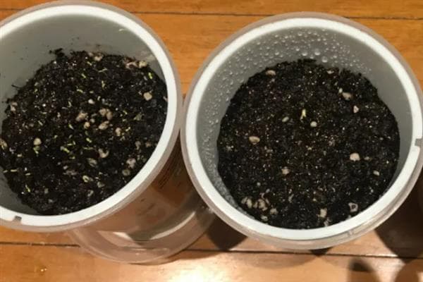 种子半个月未发芽怎么办？六大原因及养护要点详解