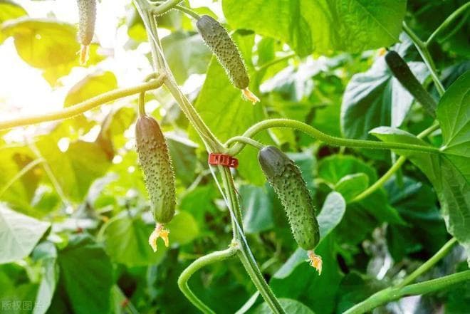 8月种瓜季，这6种瓜类赶紧种植，耐晒易长结瓜多，大家都爱种