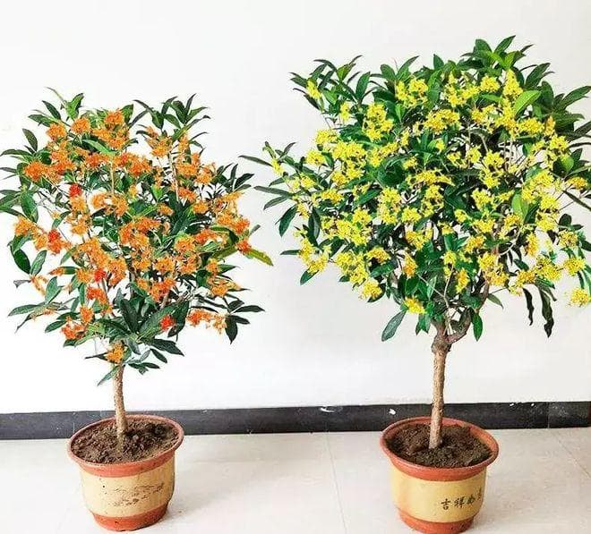 桂花树的风水禁忌，杨明德大师的独到看法