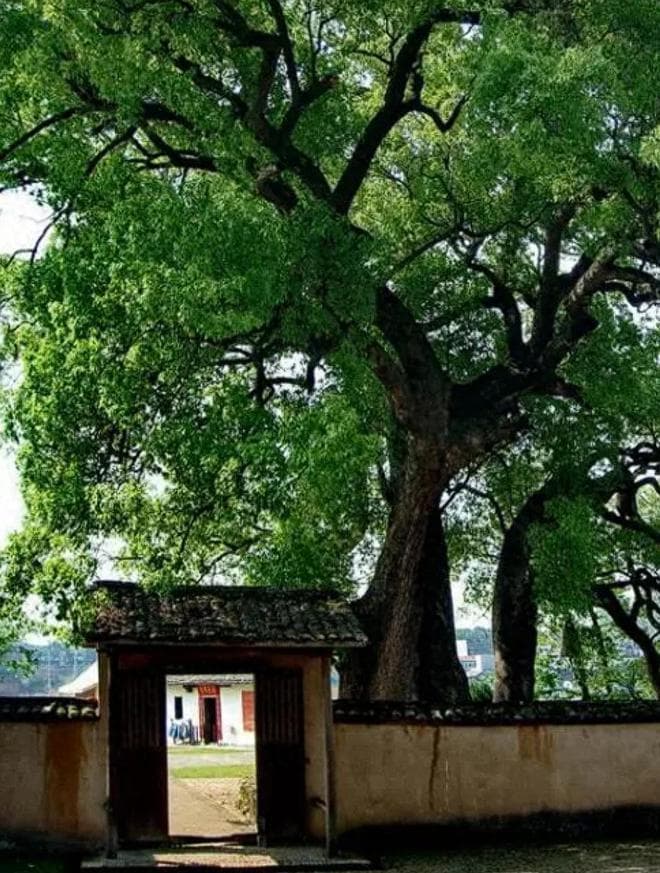 农村大门外栽什么树最旺家？8种树种推荐，兼顾风水、经济和美观