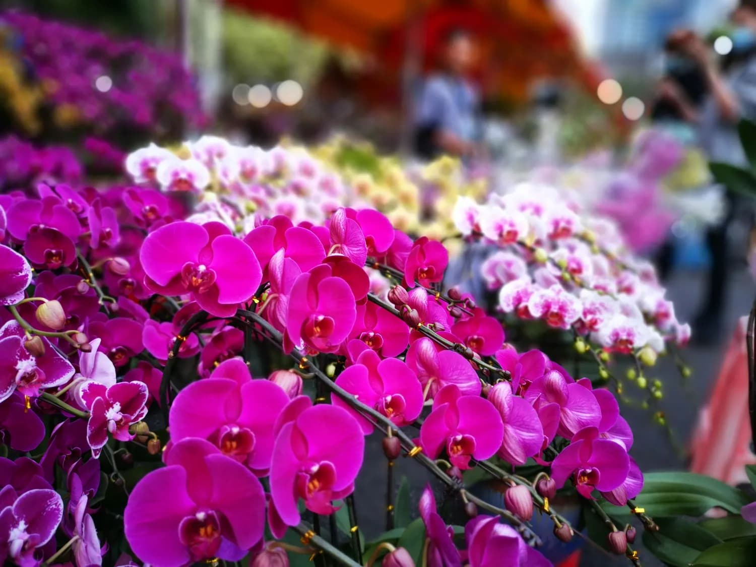 惠州迎春花市：蝴蝶兰和年桔成热门