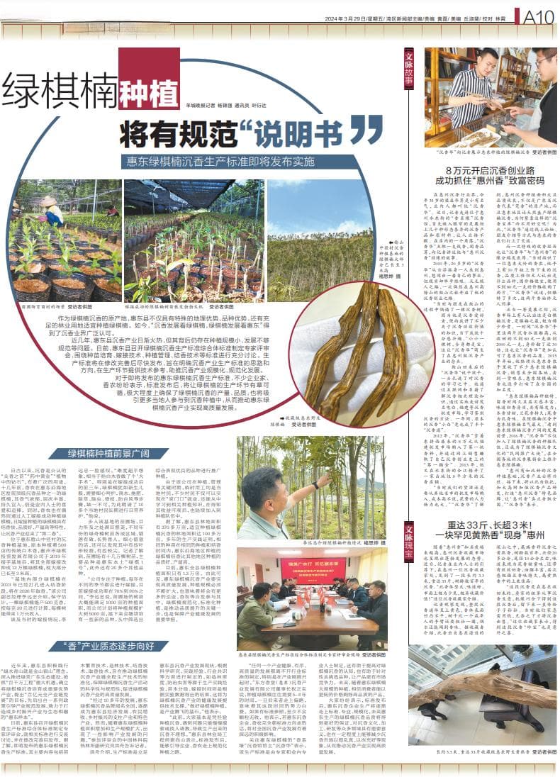 惠东绿棋楠沉香生产标准即将发布实施，绿棋楠种植将有规范“说明书”