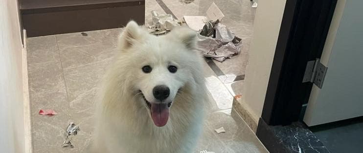 狗狗喜欢拆家怎么办？