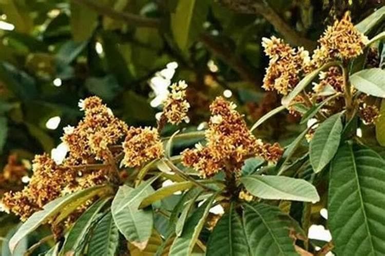 枇杷树花期管理是关键