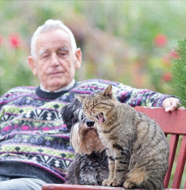 长期养猫的人和不养猫的人，谁的寿命更长？