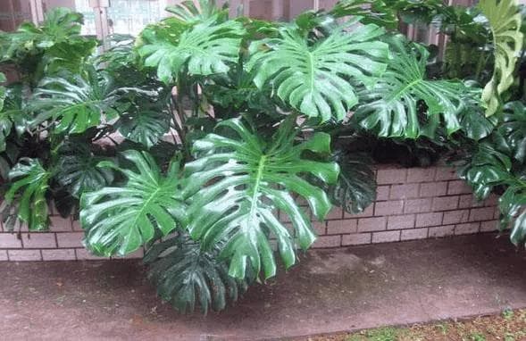 这3种植物“吸甲醛”，比绿萝、吊兰“强10倍”，回家养几盆吧！