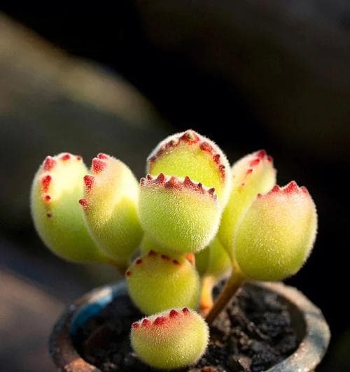 多肉植物的分类及特点剖析（探讨多肉植物是否属于草本植物）