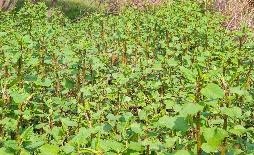 日本虎杖入侵：一天长20cm，根系能穿透水泥地面