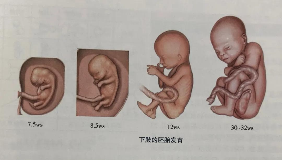儿童下肢发育全解析：从胚胎到成长的奥秘