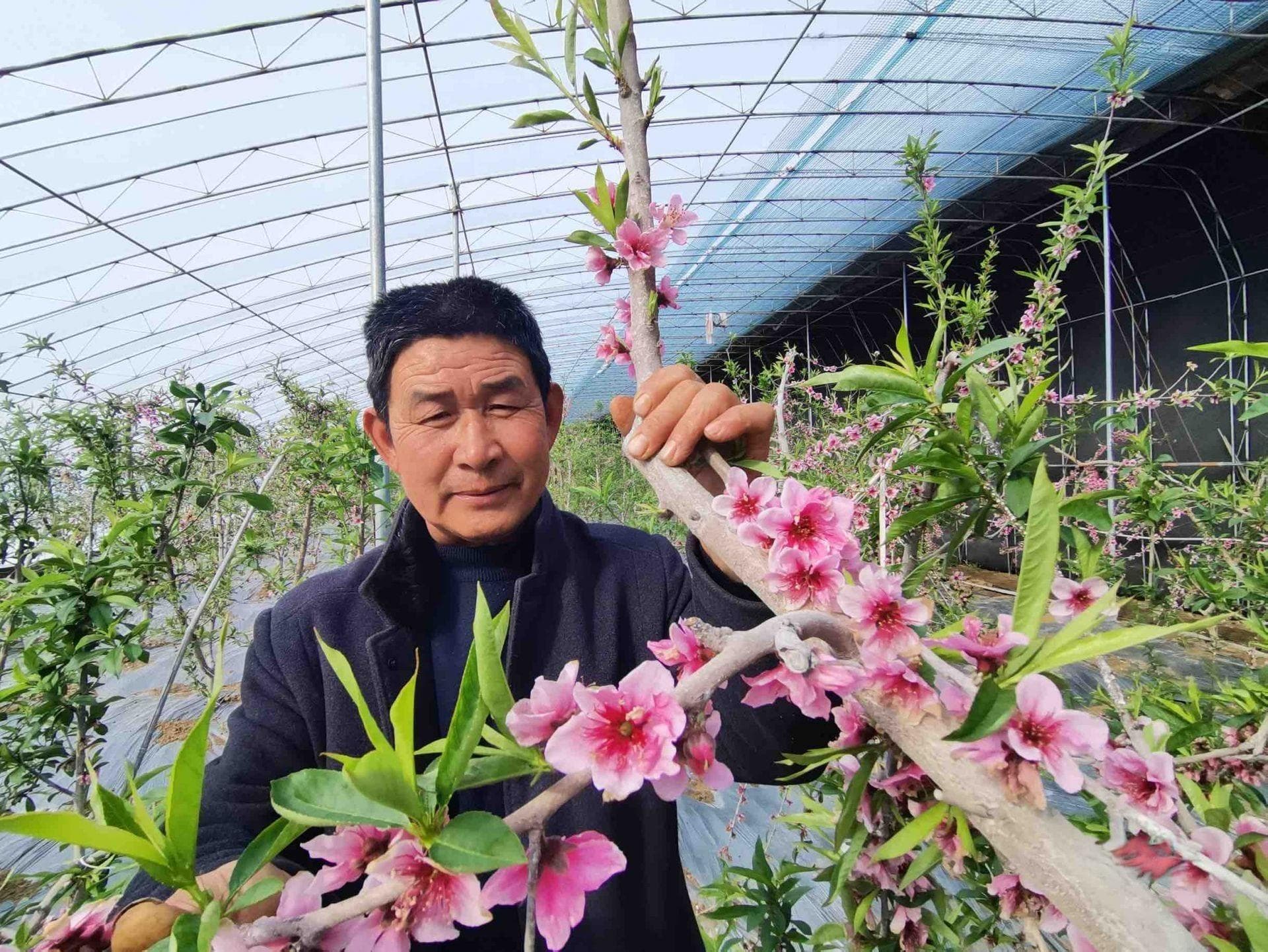 智能化管理和科技化种植助农民增收，青岛这里的温室油蟠桃喜迎“花季”