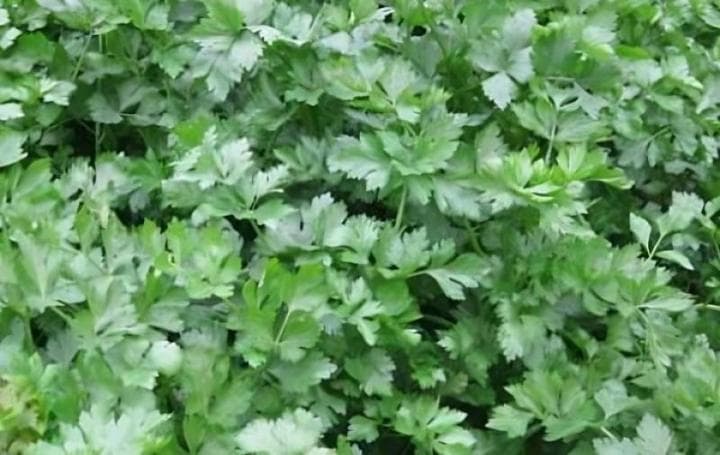 芹菜种植施肥指南：从基肥到叶面肥的全程管理