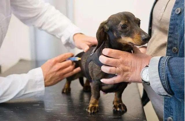 狂犬病科普：从病因到预防的全面指南