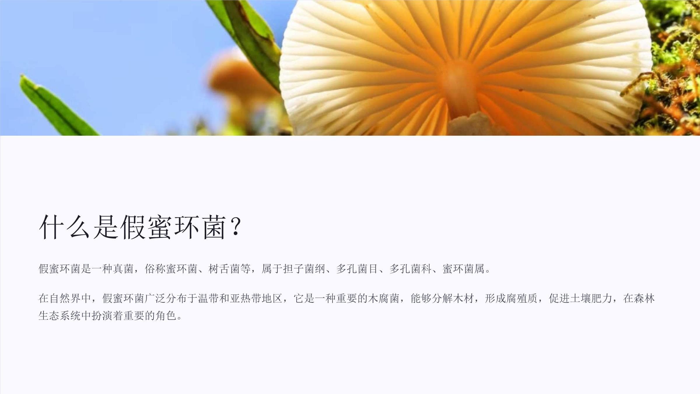 《假蜜环菌》课件