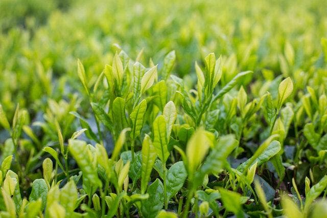 国胜茶：滇川结合部的绿色仙茗