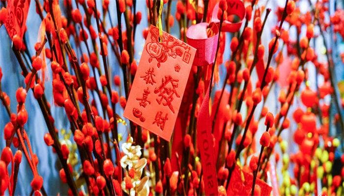 银柳养殖指南：7大要点+4项注意，新手也能养好