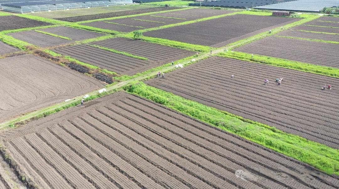 化州：土地流转激活增收引擎，乡村振兴焕发新动力