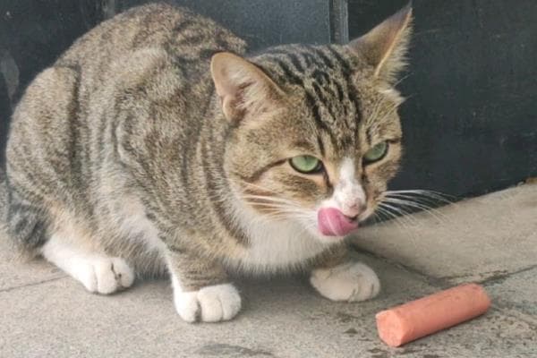 猫咪可以吃火腿肠吗？这些食物也会危害猫咪健康