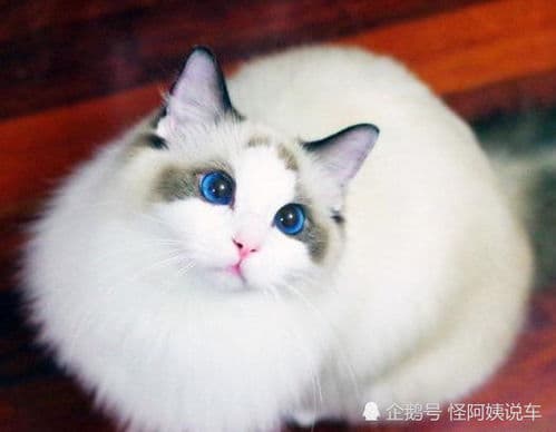 买布偶猫必看：健康、性格、适应力！