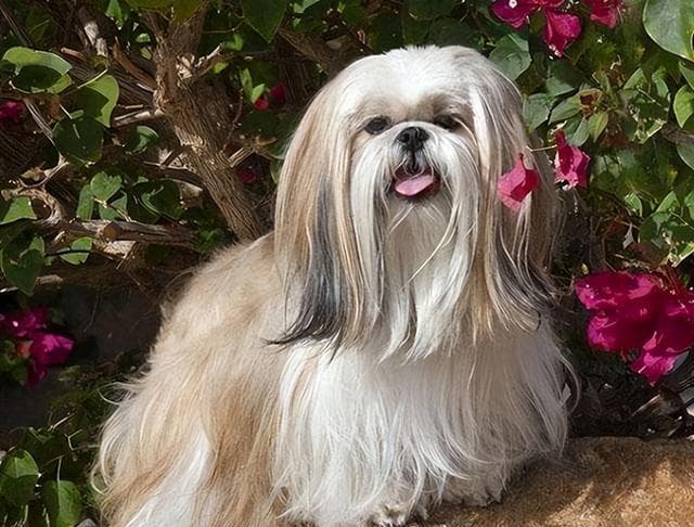 中华田园犬才是血统最高贵的狗？研究表明“土狗”是所有狗的祖先