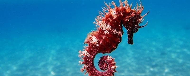 海马如何区分公母？从体型和袋状物来分辨