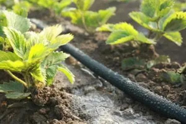 草莓种植施肥指南：从基肥到叶肥的全面解析