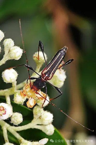 【动物界全系列】金花虫总科—天牛科